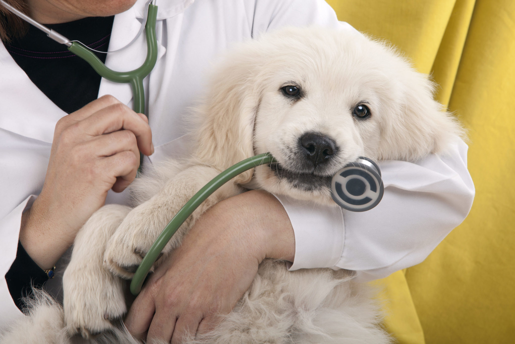 Full Range Veternarian Services Brooklyn Veterinary Clinic