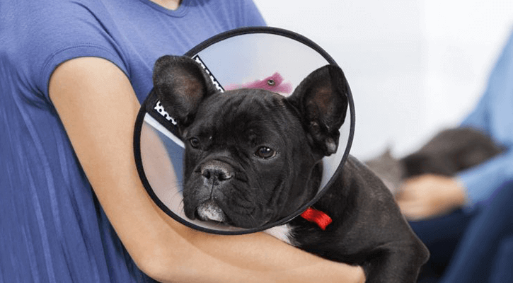 dog with a cone around its head